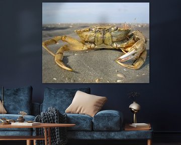 Crab von ku nst