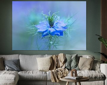 Nigella bloem | Juffertje-in-het-groen van Marianne Twijnstra-Gerrits
