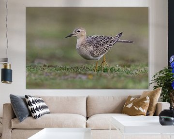 Buff-breasted Sandpiper by Edwin Nagel