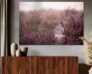 Spinnennetz auf der violetten Heidelandschaft von Milou Oomens
