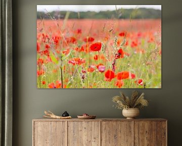 Fleurs et plantes | Champ de coquelicots en Angleterre