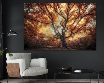 Großer alter Herbstbaum von Rob Visser