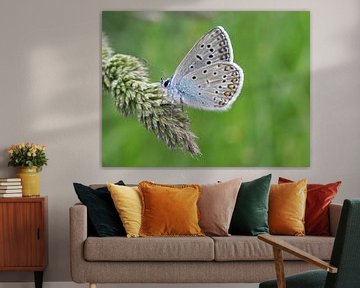 Common Blue Butterfly van Ioana Hraball