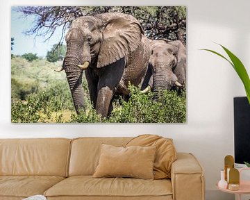 Elephants on African plains by Original Mostert Photography