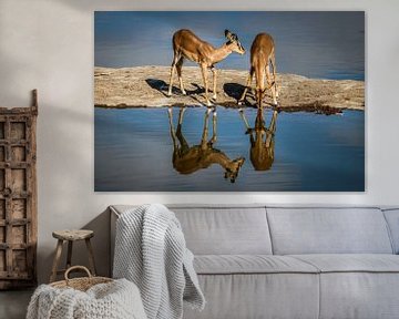 Beautiful Impala Antelope reflecting in waterpool by Original Mostert Photography