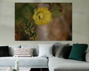 Gele cactus in bloei van Silvia Weenink