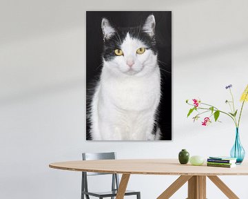 Black and white cat van Ioana Hraball