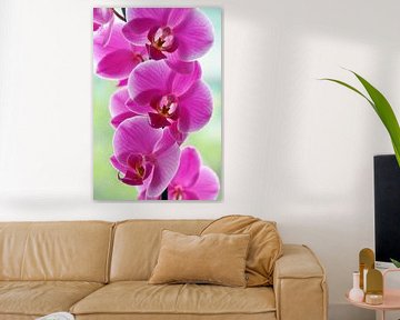 Pink Orchids van Ioana Hraball