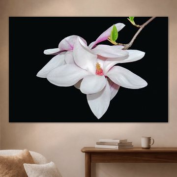 White Magnolia