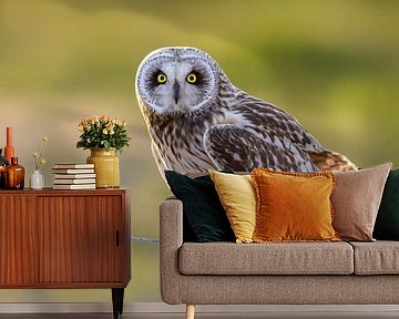 Long-eared Scops Owl (Asio flammeus) by Daniela Beyer