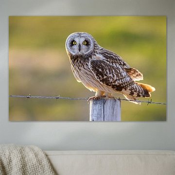 Sumpfohreule (Asio flammeus) von Daniela Beyer