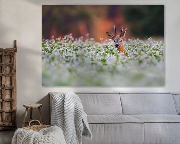 roe deer buck von Pim Leijen