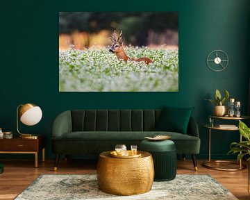 roe deer buck von Pim Leijen