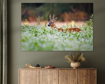 roe deer buck by Pim Leijen