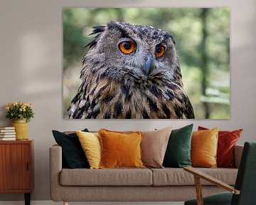 chouette hulotte sur Walter Koopman