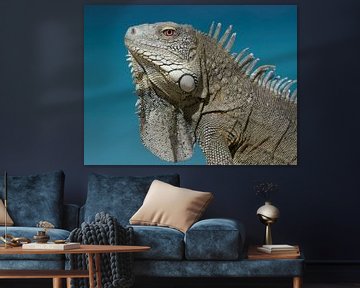 Iguane en bleu. sur René Roelofsen