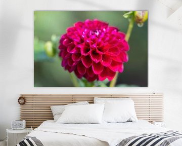 Purple Pompon Dahlia by whmpictures .com