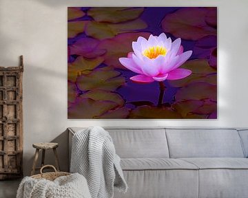 Pink Water Lily by Caroline Lichthart