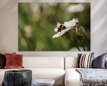 Honingbij op witte strobloem by Sandra van Kampen