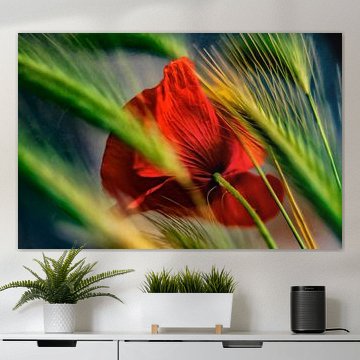 Le pavot dans le champ de maïs sur Ellen Driesse