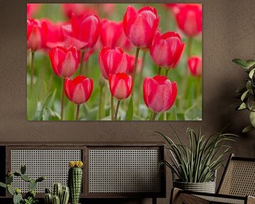 Tulipes en pleine floraison sur Edwin Nagel
