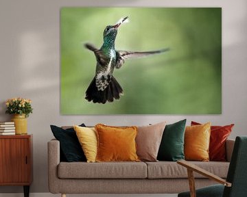 Vliegende Kolibrie met een mooie achtergrond