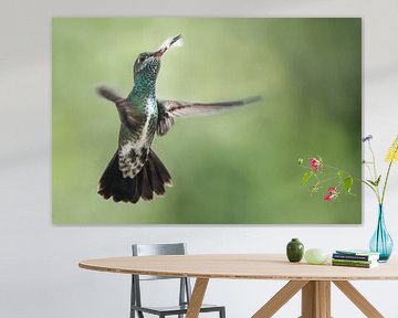 Vliegende Kolibrie met een mooie achtergrond van Peter R