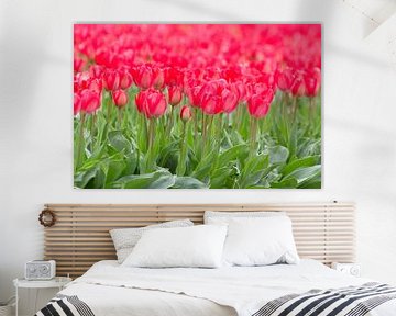 Tulips in bloom by Edwin Nagel