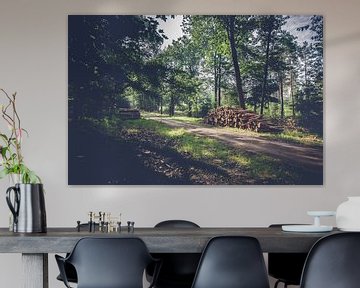 Baumstämme entlang Wanderweg im Wald auf der Veluwe von Fotografiecor .nl