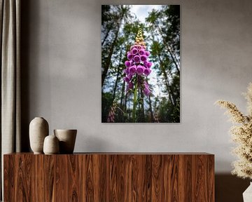 Belles fleurs de dé à coudre dans les bois