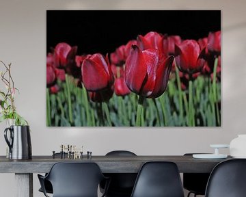 Tulpen in de nacht in Drenthe sur Jacqueline Holman