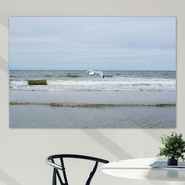 Vol de mouette à la mer