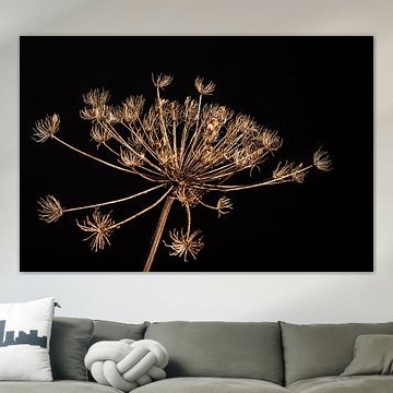 Berce du Caucase séchée sur fond noir sur Mayra Fotografie