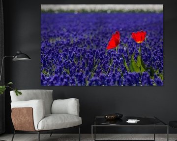 Rood, wit en blauw bloembollen veld met tulpen en druifjes (1) van Mayra Fotografie