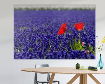 Rood, wit en blauw bloembollen veld met tulpen en druifjes (1) van Mayra Fotografie