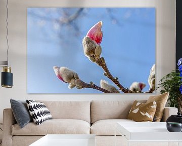 Magnolia en bourgeon sur Mayra Fotografie