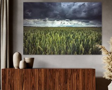 Dreigende wolkenluchten bloeiend graanveld van Fotografiecor .nl