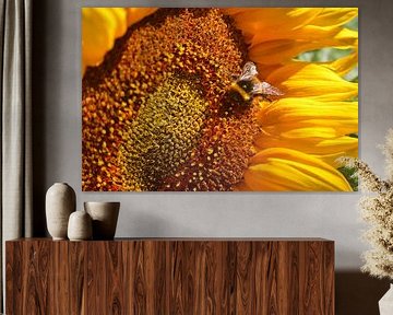 Sonnenblumendetail