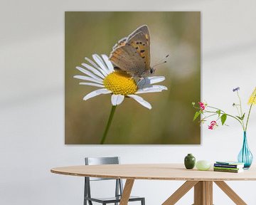 Small Copper by Ingrid Ronde