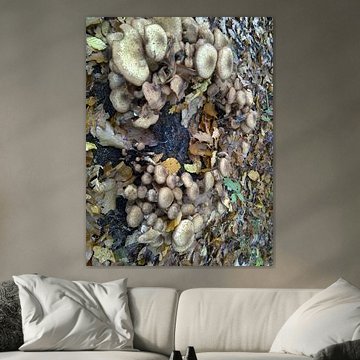 bospaddestoelen in Gaasterland