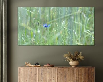Blaue Kornblume im Weizenfeld von Hanneke Luit