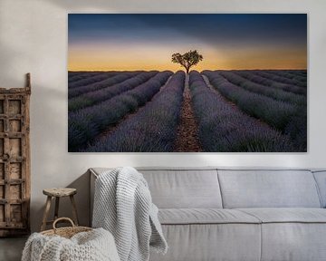 Lavendel veld in de Provence