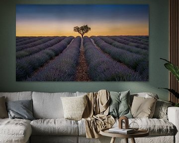 Lavender field in Provence by Toon van den Einde