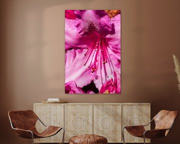 Roze Rododendron bloem by André Scherpenberg