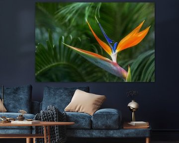 Bird of paradise flower by Thomas Herzog
