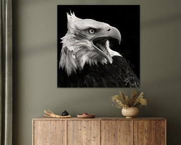 Weißkopfseeadler von Vincent Willems