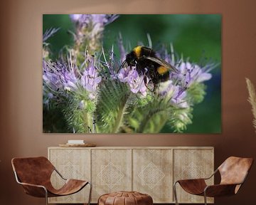hommel zoekt nectar