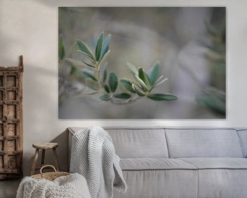 Olivenzweig - Detail eines Olivenbaums II von Miranda van Hulst