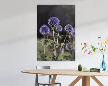 Blaue Kugeldistel von Mayra Fotografie