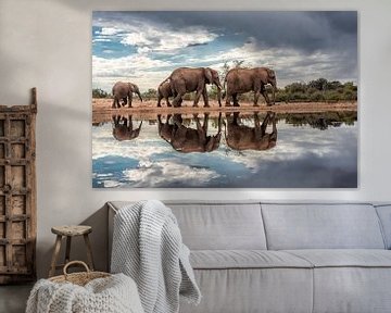 Elephants reflected in the water on a cloudy day. by Awesome Wonder